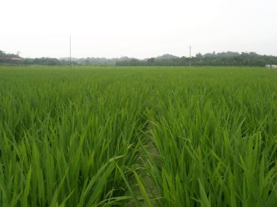 李白的简谱李荣浩(2)