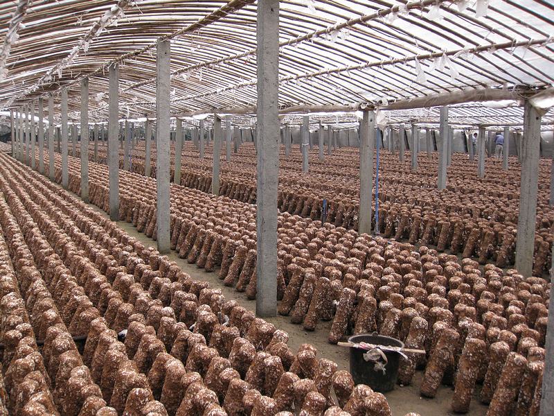 专家菇农面对面——国家食用菌产业技术体系专家走进四川